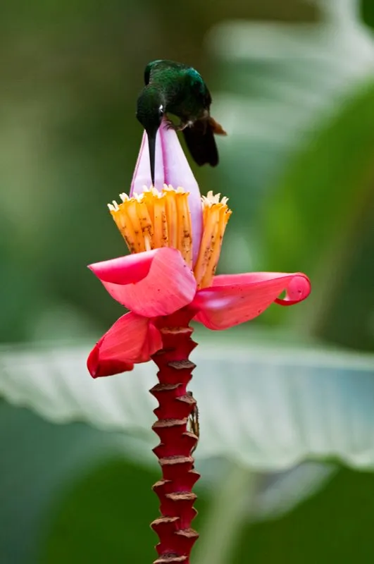 (Diamante emperador / Heliodoxa imperatrix - Estribacin Pacfica de los Andes Occidentales). Un diamante emperador explora una inflorescencia rosada del pltano silvestre (Musa sp.). Se puede observar cmo su pico es del tamao justo para aprovechar esta flor, pero para llegar al nctar tendr que llenar su cara de polen :  el precio por obtener una buena energa. Murray Cooper