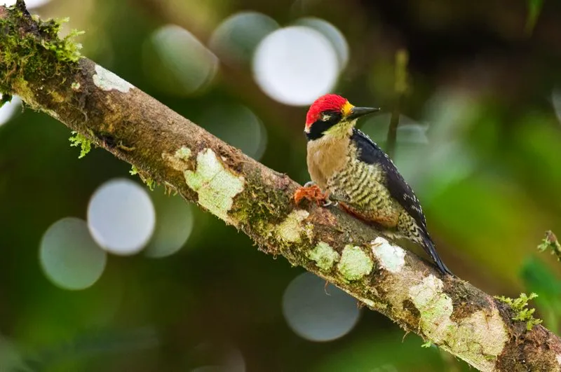 (Carpintero de antifaz / Melanerpes pucherani - Choc). Los carpinteros usualmente tienen parches de colores brillantes en la cabeza. Estos parches son ms intensos en los machos que en las hembras; este carpintero de antifaz macho tiene una frente amarillo brillante y su corona es roja. Murray Cooper
