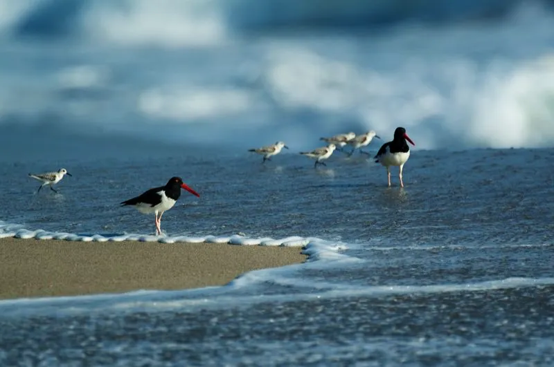 (Ostrero po americano y playero blanco / Haemotopus palliatus y Calidris alba costas del Pacfico y Caribe, - Migrante Neotropical). Si bien ciertos playeros, como el Ostrero-po Americano, se reproducen en Colombia, la mayora son migrantes neotropicales que pasan el invierno boreal en Colombia. Este ostrero usa su fuerte pico rojo para abrir ostras, conchas y lapas, presas excesivamente grandes para los pequeos Playeros Blancos. Murray Cooper