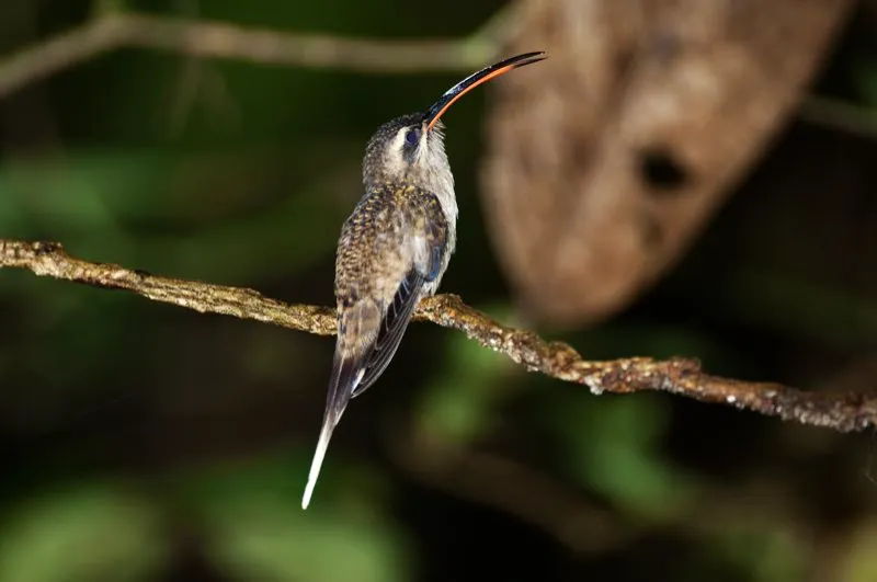(Ermitao piquigrande / Phaethornis malaris - Amazonia). Muchos de los ermitaos se agrupan en leks,  reas donde ellos se congregan en lugares de exhibicin tradicionales en los cuales las hembras escogen su pareja. Resulta interesante  el hecho de que los ermitaos machos son generalmente menos agresivos que machos de otros especies, pero los dos sexos defienden su territorio. Murray Cooper