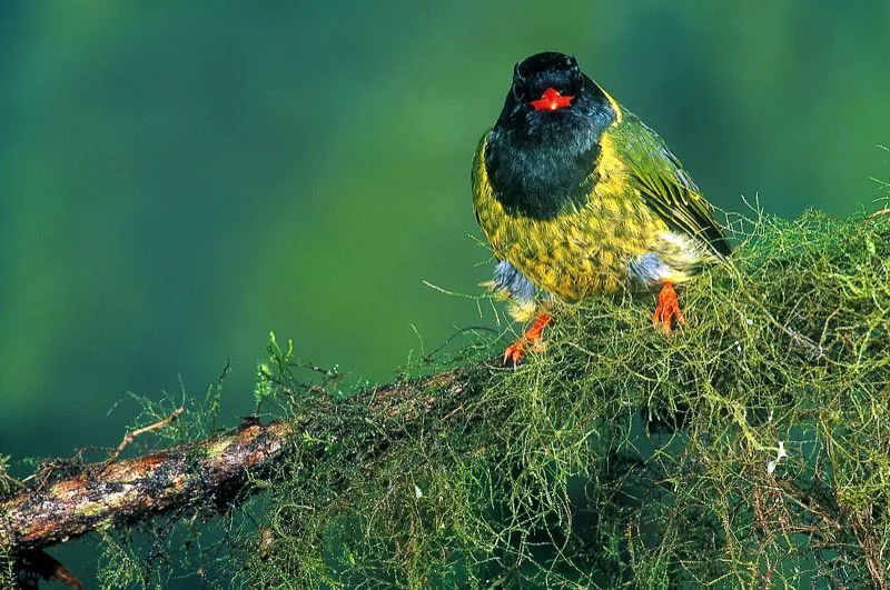 (Frutero verdinegro / Pipreola riefferii - Andes Occidentales, Centrales y Orientales). Si carecieran de plumas, las aves no podrían volar. Además, las plumas proveen aislamiento e impermeabilización, dos condiciones fundamentales que exigen un cuidado constante del plumaje. Las aves mantienen sus plumas nítidas usando su pico y patas para limpiarlas y untarlas de aceite impermeable. Si no recibieran tales cuidados, lucirían desordenadas y perderían su capacidad de abrigar, como parece suceder con las plumas ventrales de este frutero verdinegro. Murray Cooper