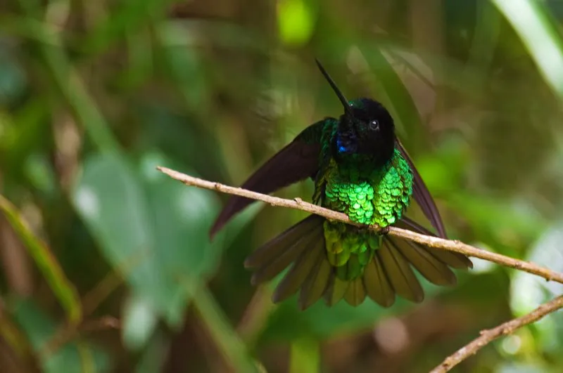 (Inca oscuro / Coeligena orina - Páramo Frontino, Antioquia). Este colibrí narra una de las historias más apasionantes en la ornitología colombiana. Fue descrito originalmente basado en un macho inmaduro colectado en 1951, cuyo deslucido plumaje le valió el nombre de inca oscuro. Sin embargo, permaneció envuelto en misterio hasta 2004, cuando se lo redescubrió en una expedición ornitológica al Páramo Frontino, Antioquia. ¡Este hermoso inca macho está lejos de ser oscuro! Ahora florece la esperanza de que este colibrí críticamente amenazado subsista con la creación de la Reserva del inca oscuro en el Páramo Frontino. Murray Cooper