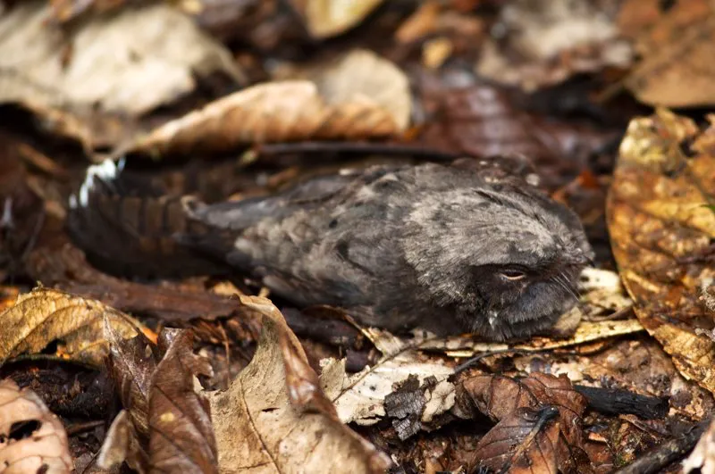 (Guardacaminos negruzco / Caprimulgus nigrescens - Amazonia). Los guardacaminos depositan un huevo directamente en el suelo. Esta costumbre de nidificar es muy susceptible a la depredacin. Tan pronto nacen, los polluelos de guardacaminos son capaces de brincar para huir del peligro. Murray Cooper