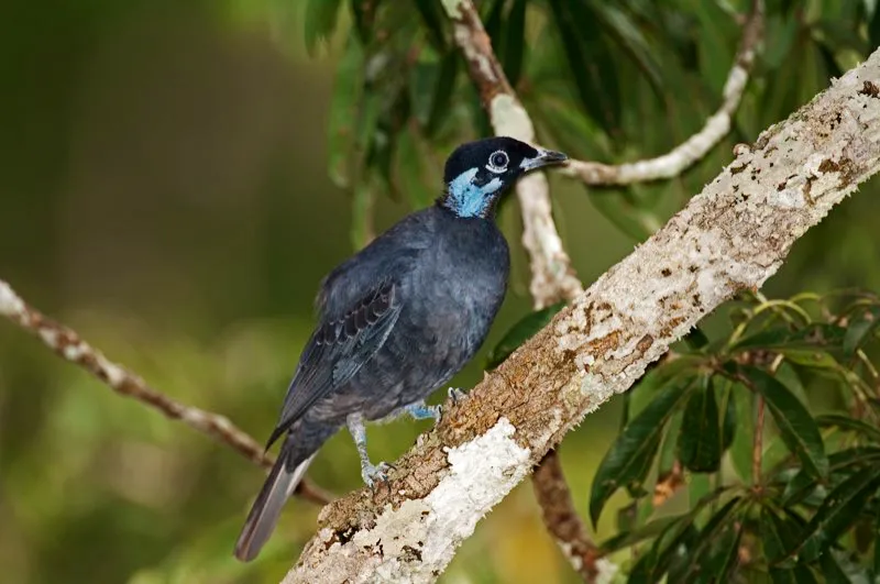 (Frutero vulturino / Gymnoderus foetidus - Amazonia). La piel desnuda, azul y arrugada del cuello y la cara de este frutero vulturino hembra le da un aspecto extrao. El macho es similar pero su cuello est cubierto por pliegues ms profundos de piel desnuda. No se sabe por qu estas aves frugvoras grandes tienen esta particular condicin. Murray Cooper
