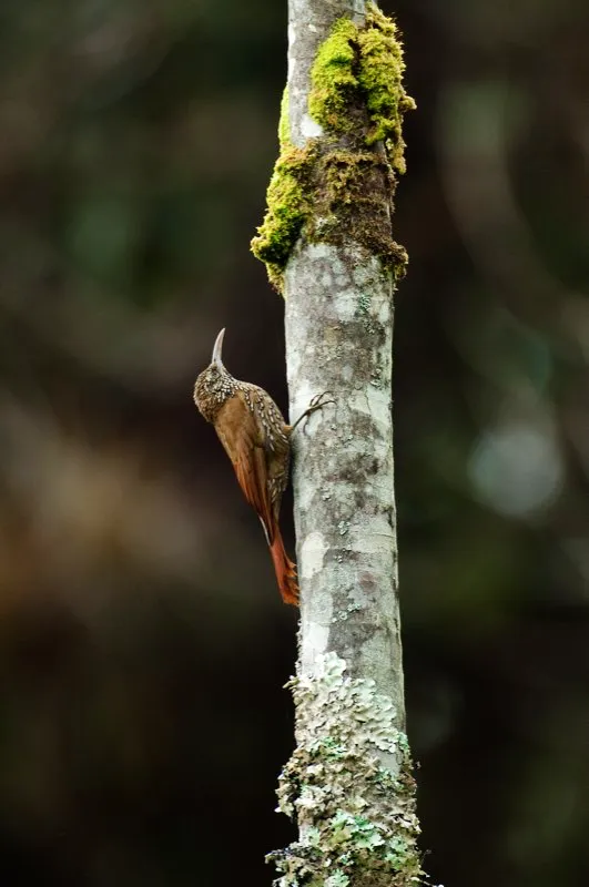 (Trepatroncos montañero / Lepidocolaptes lacrymiger - Andes Occidentales, Centrales y Orientales, y Sierra Nevada de Santa Marta). Los trepatroncos cuelgan de los troncos y ramas más grandes, con estas garras tan impresionantes, mientras forrajean por su comida - metiendo sus picos adentro del musgo y las grietas en busca de insectos. Murray Cooper
