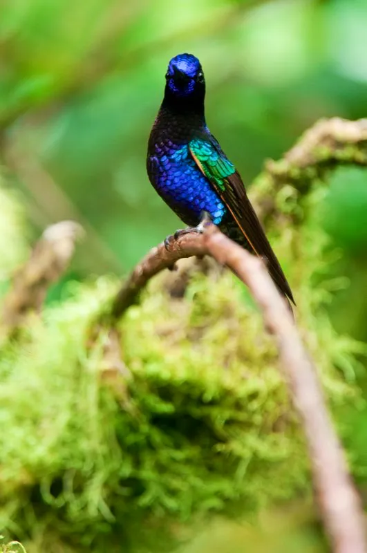 (Colibrí sietecolores / Boissonneaua jardini - Andes Occidentales). Los colibríes usualmente muestran colores brillantes, pero el colibrí sietecolores porta una de las vestimentas más resplandecientes de todas. Si bien puede verse todo oscuro, casi negruzco, a la sombra, cuando pesca un rayo de sol ¡la historia es distinta! La estructura del plumaje de este magnífico colibrí produce colores iridiscentes, haciéndola púrpura brillante desde ciertos ángulos. Murray Cooper