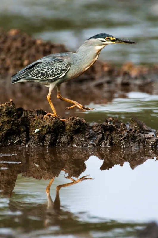(Garcita rayada / Butorides striata - Tierras bajas en toda Colombia). Observar a una garcita rayada en plena cacería es una terapia zen. La garcita se percha junto al agua y permanece completamente inmóvil por varios minutos. Luego, cuando detecta algún pez, dispara su cabeza hacia el agua en veloz movimiento y atraviesa al sorprendido pez con su pico largo y aguzado. Las garcitas rayadas son excelentes pescadoras. Incluso se las ha visto usando plumas como señuelos para atrapar incautos peces. Murray Cooper
