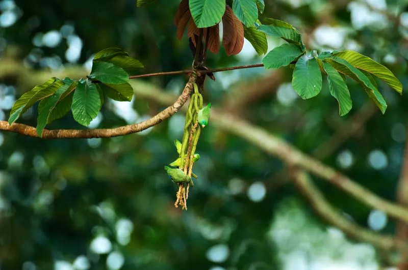 (Periquito de anteojos / Forpus conspicillatus - Valles del Cauca y Magdalena, y Llanos). Estos periquitos de anteojos, sin duda carismáticos, cuelgan de los frutos de un yarumo, listos para el festín. Los periquitos tienen pies diestros y fuertes, que les sirven para suspenderse cabeza abajo a fin deprocurarse el alimento. Murray Cooper