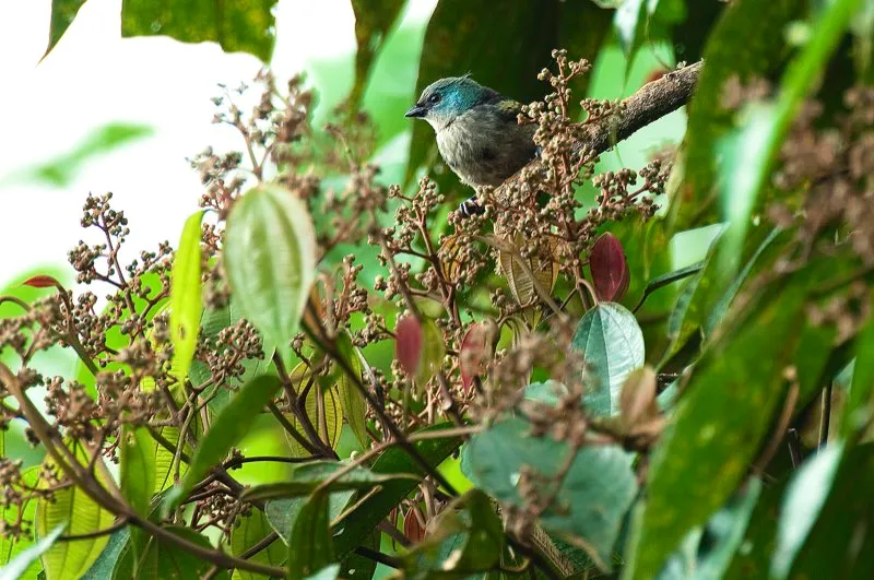 (Tangará capirotada / Tangara heinei - Andes Occidentales, Centrales y Orientales, y Sierra Nevada de Santa Marta). Los matorrales con frutos son sitios fabulosos para fotografiar. Aquí, un desaliñado joven tangará capirotada se acerca a almorzar. Murray Cooper