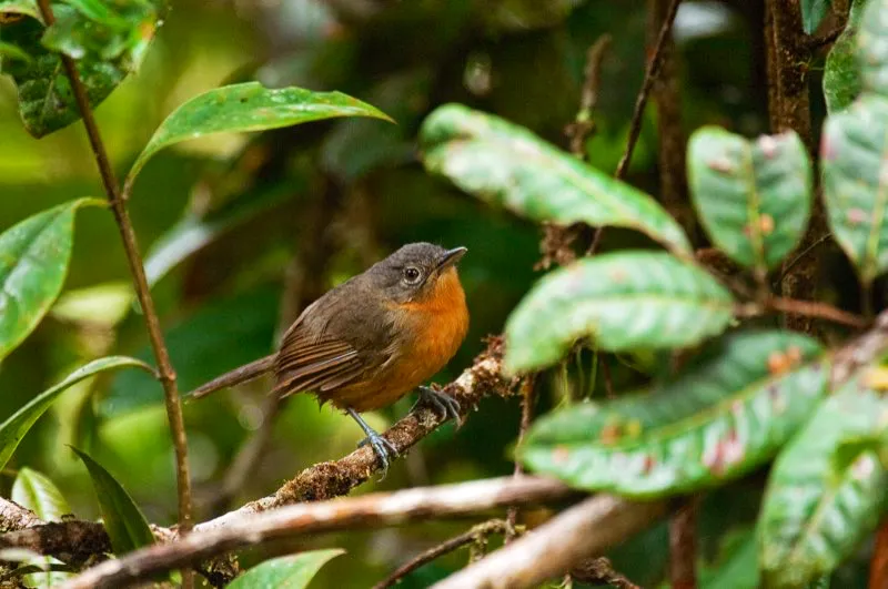 (Hormiguero de Parker / Cercomacra parkeri - Piedemontes de los Valles de Magdalena y Cauca). Ted Parker fue quizá el ornitólogo neotropical más prominente. Varias aves que se descubrieron luego de su trágica muerte en un accidente aéreo en 1993, ahora llevan su nombre. Este Hormiguero de Parker es uno de ellos; está confinado a los piemontes del centro de Colombia. Murray Cooper