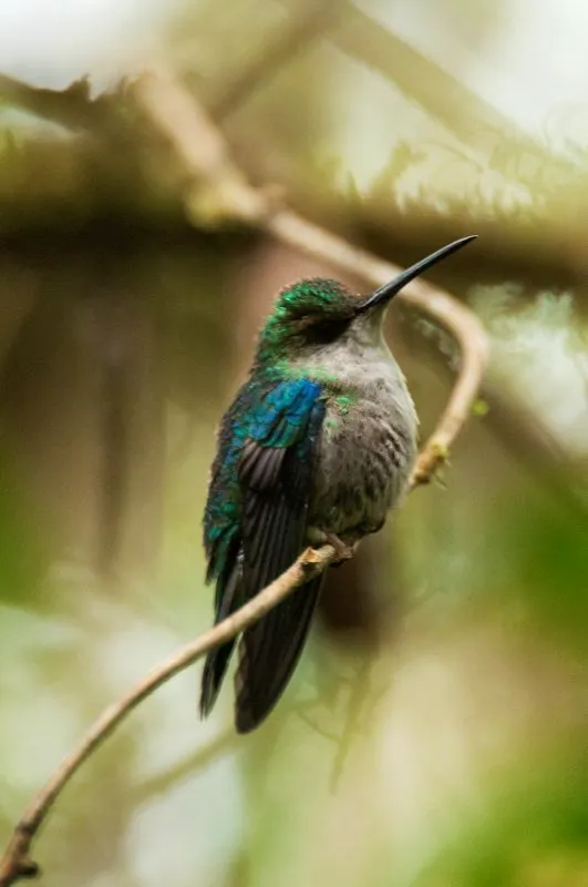 (Ninfa coroniazul / Thalurania colombica - Valle del Magdalena y Sierra Nevada de Santa Marta). Para poder mantener sus aleteos tan rápidos, los Colibríes tienen un metabolismo extremamente alto – algunas especies tienen la frecuencia cardíaca de alrededor de 1200 latidos por minuto. Ellos también pueden bajar su metabolismo durante la noche o cualquier rato que no hay comida, y entran en un estado de hibernación temporal conocido como “letargo” adonde sus latidos bajan hasta los 50 a 180 latidos por minuto. Murray Cooper