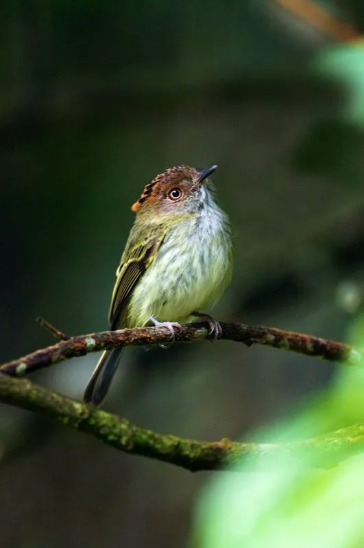 (Tiranuelo crestibarrado / Lophotriccus pileatus - Andes Occidentales, Centrales y Orientales). Después de los picaflores, el tiranuelo pigmeo es uno de los pájaros mas pequeños del mundo. La Colicorta mide cerca de 6 cm mientras este crestibarrado alcanza los 9 cm de largo. Murray Cooper