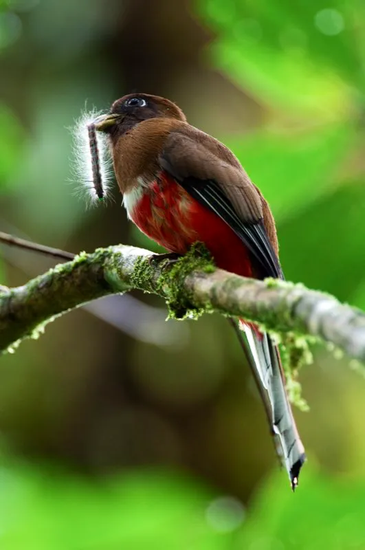 (Trogón collarejo / Trogon collaris - Andes Occidentales, Centrales y Orientales). Colombia es hogar de una enorme variedad de mariposas y polillas, y los bosques están atestados de sus larvas: una excelente fuente de alimento para una gran variedad de aves. Los trogones se alimentan de frutos e insectos. Antes de atrapar esta larva, el trogón de la foto estuvo sentado sobre una rama horizontal escaneando sus alrededores, luego divisó a la larva y se abatió de inmediato sobre ella. Murray Cooper