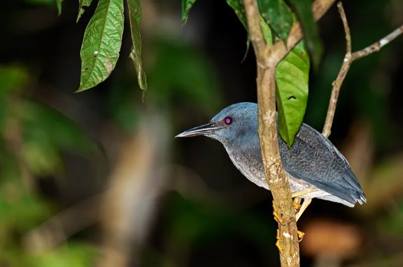 (Garza  zigzag / Zebrilus undulatus - Amazonia). Es fcil observar a la mayora de garzas mientras acechan peces en pantanos y lagunas, pero no a la garza zigzag: esta rarsima ave nocturna se ve ocasionalmente a lo largo de ros y esteros amaznicos. Murray Cooper