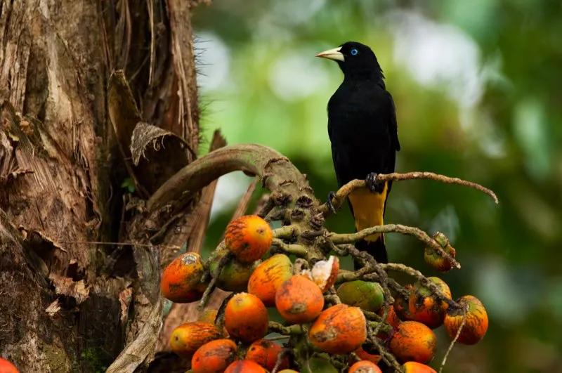 (Arrendajo culiamarillo / Cacicus cela - Tierras bajas de toda Colombia). Esta ave social come insectos grandes y frutas, como estas frutas grandes de la palma de chonta de la Amazonia. Es un ave asociada con bosques mas abiertos o reas cultivadas con arboles grandes, y es por eso que ellos se han beneficiado con el hbitat abierto creado por la agricultura. Murray Cooper