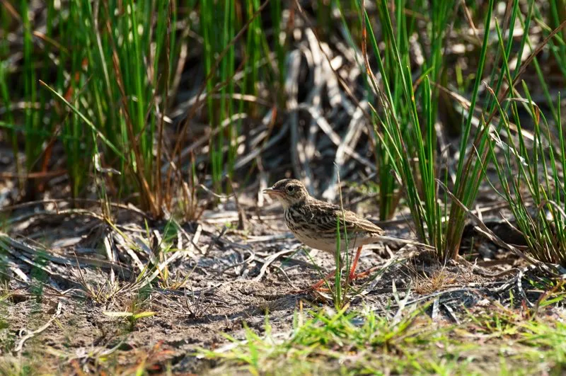 (Bisbita sabanera / Anthus lutescens - Llanos). La bisbita sabanera tiene una amplia distribucin en los pastizales de Sudamrica. Encontramos a este individuo movindose gilmente de ac para all, buscando insectos. El dgito posterior de la pata de las bisbitas es largo, lo cual les sirve para mantener el equilibrio en sus giles caminatas. Murray Cooper