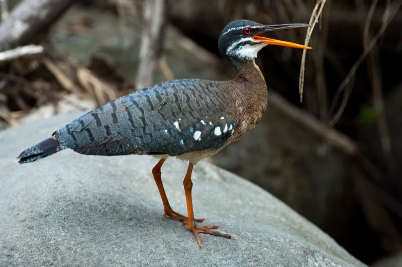 (Garza del sol / Eurypyga helias - Choc, Llanos y Amazonia). Un ave rara que silba temblorosamente. Se alimenta de ranas y otros animales, y tiene ojos falsos y exagerados sobre sus alas, que usa en despliegues de distraccin. Murray Cooper