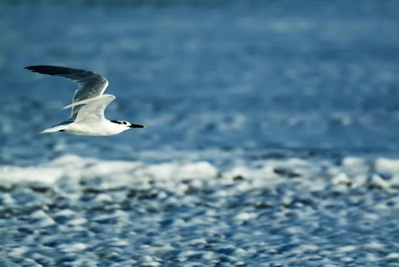 (Gaviotn patinegro / Thalasseus sandvicensis - Costas del Pacfico y Caribe). El sol y la salinidad de las playas colombianas son despiadados con las plumas. Por ello, aves marinas como este gaviotn patinegro tienen negras las plumas de sus alas. Las plumas negras son ms resistentes y perdurables que las blancas. Murray Cooper