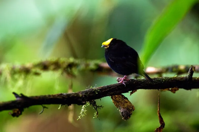 (Saltarn moudo / Masius chrysopterus - Andes Occidentales y Centrales). Las plumas tiesas de la cabeza de este Saltarn Moudo son impresionantes. Pero, qu tal esas alas doradas? Sus alas se ven negras cuando estn cerradas, pero en vuelo el amarillo dorado de sus rmiges destella. El macho exhibe estas plumas durante sus danzas de cortejo, volando de rama en rama. Murray Cooper