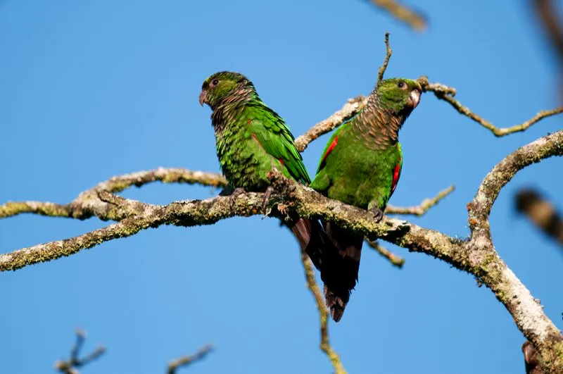 (Periquito colirrojo / Pyrrhura melanura - Choc y Amazonia). Las plumas requieren mantenimiento diario. Las aves usan sus picos para acicalarse, acomodar sus plumas, extraer insectos parsitos y esparcir su aceite impermeable. Pero es arduo acicalar la nuca y otras reas de difcil acceso con el pico, por lo cual este periquito colirrojo y otras aves con vnculos sociales slidos encontraron una solucin creativa: acicalarse mutuamente!  Murray Cooper
