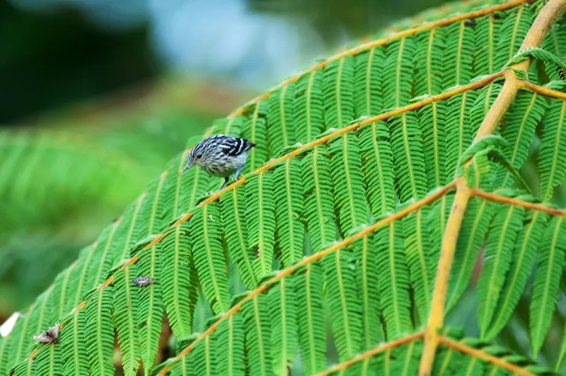 (Hormiguerito del Pacfico / Myrmotherula pacifica - Choc y Magdalena Medio). Un macho hormiguerito del pacifico ojeando su desayuno: una polilla.  Los hormigueritos se encuentran principalmente en tierras bajas del bosque tropical, donde se forrajea en el denso follaje del sotobosque, pero el hormiguerito del Pacifico tiende a alimentarse un poquito ms alto, donde es un poco ms fcil de ver. Murray Cooper
