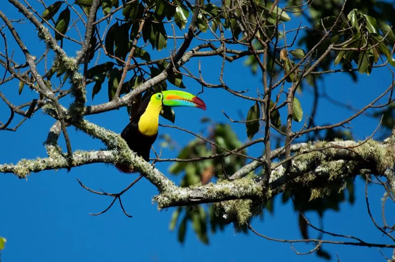 (Tucán caribeño / Ramphastos sulfuratus - Caribe). Los tucanes son símbolos eminentes de los trópicos sudamericanos; entre ellos, el tucán caribeño, con su pico arco iris, es quizás el más llamativo de todos. Habita en bosques húmedos del norte de Colombia, donde su insistente ladrido se escucha con frecuencia. Murray Cooper
