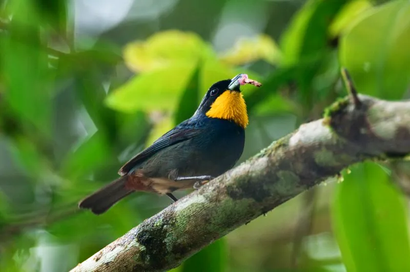 (Musguerito gargantilla / Iridosornis porphyrocephalus - Andes Occidentales). Aunque el dorso del musguerito gargantilla es prpura, el amarillo intenso de su garganta sobresale ms ante el verdor del bosque. Las tangars comen mucha fruta, pero tambin devorarn flores con gusto. Este musguerito se come el capullo de una flor rosada. Murray Cooper