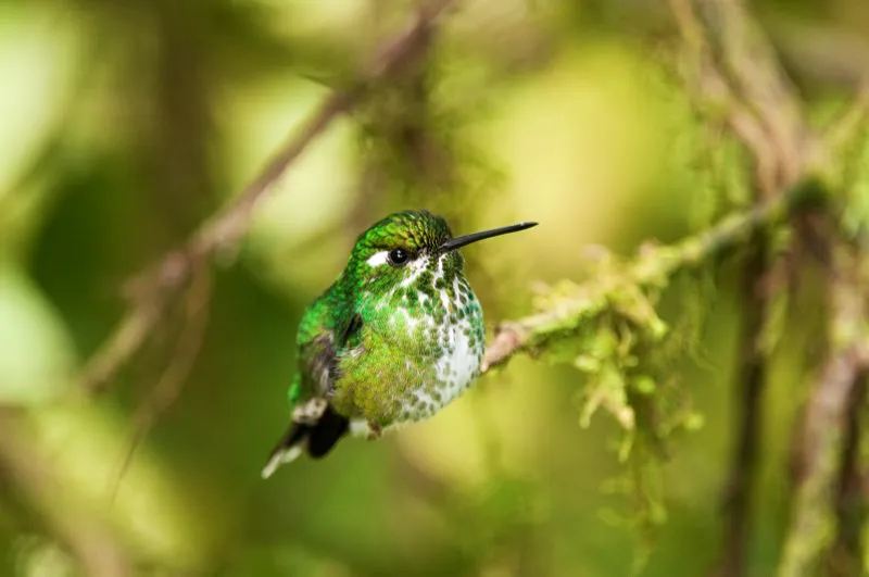 (Colibr de gargantilla  / Urosticte benjamini - Choc). En estas imgenes se aprecia claramente cun distintos pueden verse el macho y la hembra en una especie dimrfica. Este esplndido colibr es difcil de observar en el interior del bosque porque gusta de forrajear en bosques densos y a pocos metros del suelo. Murray Cooper