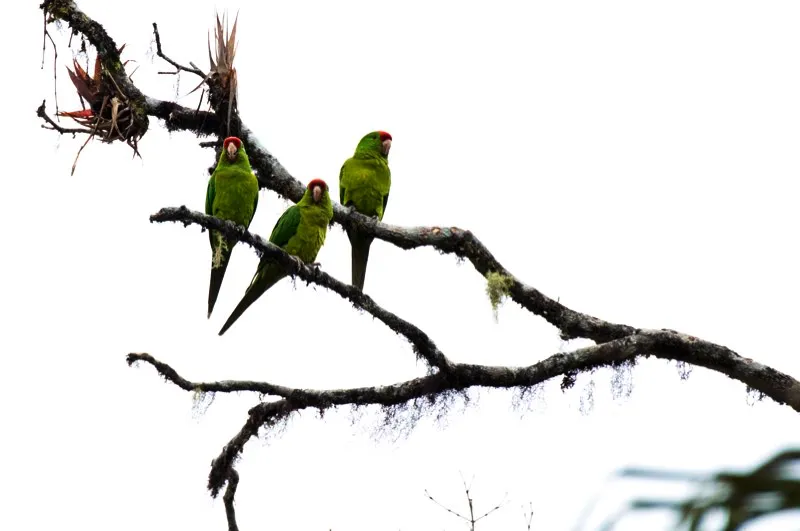 (Perico frentirrojo / Ocreatus underwoodii - Andes Occidentales y Centrales). Loros y pericos son animales sociales; generalmente se encuentran en bandadas que van de un puñado de individuos a cientos de ellos. Tras la nidificación, los pericos jóvenes siguen a sus padres por meses y años. Estos tres pericos frentirrojos podrían representar un grupo familiar: los dos progenitores y su crecida cría. Murray Cooper