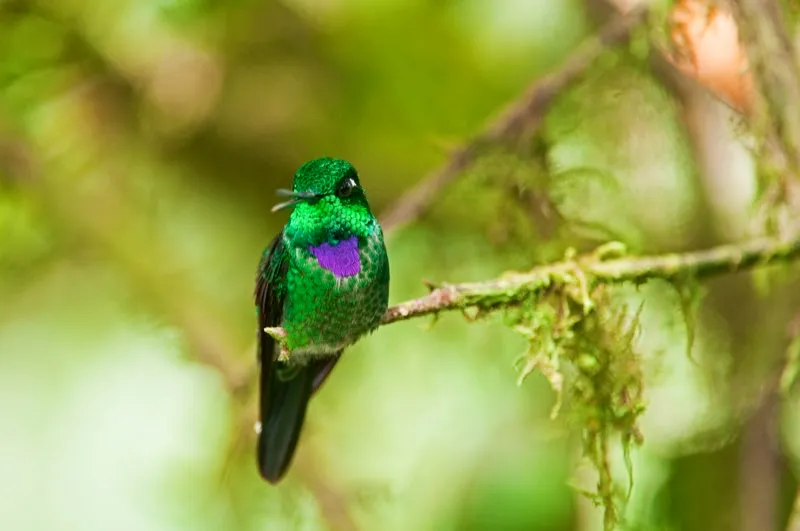 (Colibrí de gargantilla / Urosticte benjamini - Chocó). En estas imágenes se aprecia claramente cuán distintos pueden verse el macho y la hembra en una especie dimórfica. Este espléndido colibrí es difícil de observar en el interior del bosque porque gusta de forrajear dentro de bosques densos y a pocos metros del suelo. Murray Cooper