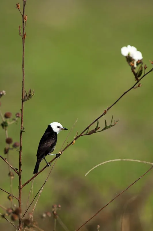 (Monjita pantanera / Arundinicola leucocephala - Caribe, Magdalena Medio, Llanos y Amazonia). La cabeza blanca de este macho de monjita pantanera sobresale en el fondo verdoso de una cinaga llanera. El cuerpo del macho es negro lustroso, pero la hembra es enteramente plida. Murray Cooper