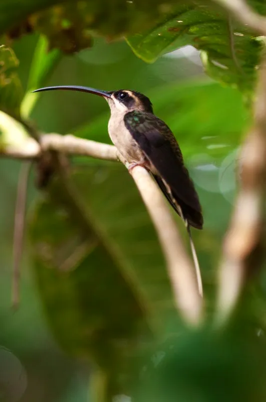 (Ermitao piquigrande / Phaethornis malaris - Amazonia). Los ermitaos son colibres de sotobosque, fcilmente reconocibles por las largas plumas centrales de la cola. Debido a la escasez de plantas con flores en el sotobosque tropical, los ermitaos deben desplazarse grandes distancias entre flor y flor. Retornan a la misma flor luego de unos 20-30 minutos; para cuando regrese el ermitao, la flor habr producido ya un nuevo bocado de nctar!  Murray Cooper