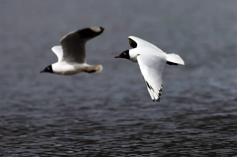(Gaviota andina / Larus serranus - Andes Centrales). La gaviota andina es otra especie de los altos Andes que encuentra el límite norte de su distribución en Colombia. Surca sin mayor esfuerzo por sobre lagunas paramunas y es omnívora: ¡Puede comer casi cualquier cosa! Murray Cooper