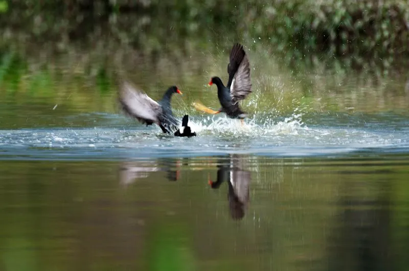 (Polla gris / Gallinula chloropus - Valle del Cauca, Andes Orientales y Caribe). La polla gris tiene los dedos de las patas alargados, los cuales le permiten caminar sobre aglomeraciones de vegetación flotante y lodo suave sin hundirse. Estos dos machos usan sus patas coloridas para pelear y dominar a su contrincante. El ganador será más atractivo para las hembras y disfrutará de un mayor éxito reproductivo. Murray Cooper