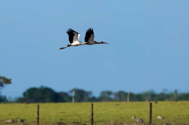 (Cabeza de hueso / Mycteria americana - Tierras bajas de toda Colombia, exceptuando a Choc). Estas grandes aves zancudas son comunes en los Llanos colombianos. El cabeza de hueso se alimenta en pantanos y campos inundados. Lleva su pico entreabierto bajo el agua hasta detectar algn pez; entonces, el pico se cierra de sbito y el pez es tragado en un santiamn. Murray Cooper