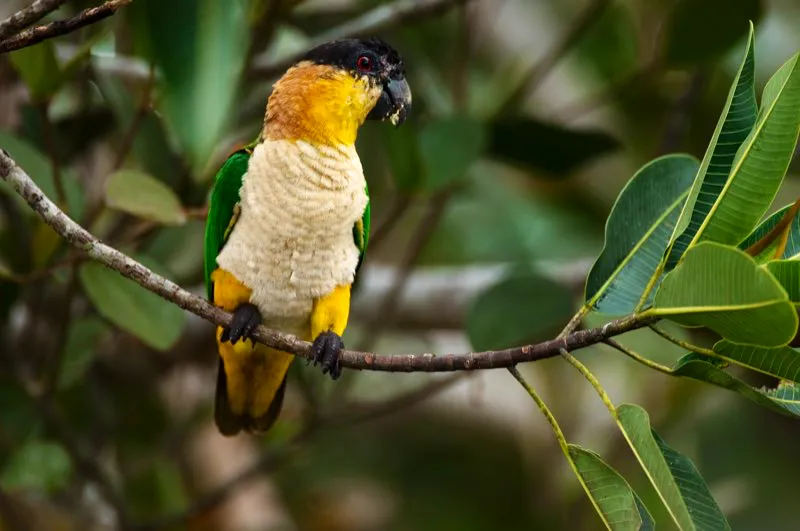 (Cotorra pechiblanca / Pionites melanocephalus - Amazonia). Esta hermosa cotorra est muy bien avaluada en el mercado ilegal de mascotas. Pese a que existe la exigencia de que los loros comercializados provengan de criaderos en cautiverio, el mercado ilegal todava prevalece en el mundo entero. Murray Cooper