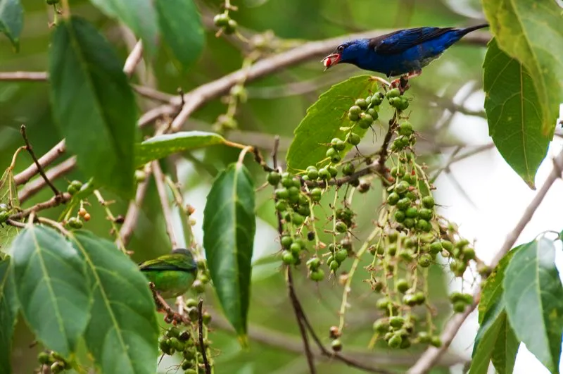 (Dacnis azul / Dacnis cayana - Tierras bajas de toda Colombia). El dacnis azul se encuentra a lo largo y ancho de colombia, ¡pero no siempre se ve tan impresionante! Aquellas aves de tono más purpúreo habitan en el Valle del Magdalena, mientras en el Chocó y la Amazonia son más azul turquesa. Murray Cooper