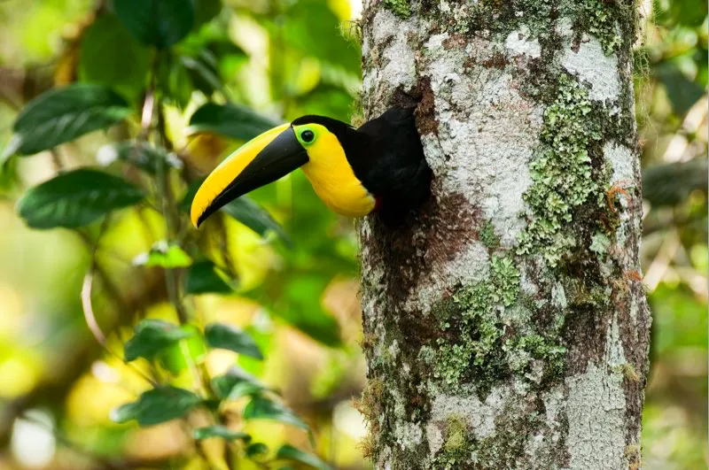 (Tucán mandíbula negra / Ramphastos swainsonii - Chocó y Magdalena Medio). Actualmente, el tucán mandíbula negra es raro en el Magdalena Medio. Esta pareja siempre se mantuvo junta mientras buscaba comida, y al parecer residía permanentemente en el área. En el poco tiempo que estuvimos observándolos, se vieron obligados a desplazar a otra pareja de tucanes que estaban chequeando la cavidad de su nido, anhelando hacerse o un suculento almuerzo con su tierno pichón. Murray Cooper