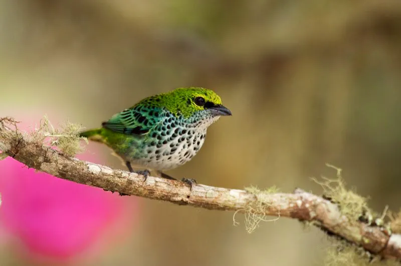 (Tangará pecosa / Tangara guttata - Piedemontes del Valle del Magdalena). Mientras observábamos a un robusto macho piranga bermeja alimentándose en un rastrojo, vimos llegar a una preciosa tangará pecosa. El piranga también la vio y, aprovechando su mayor talla, desplazó a la pecosa. Finalmente, cuando el piranga satisfizo su hambre, la tangará pecosa pudo acercarse a comer un poco. Murray Cooper