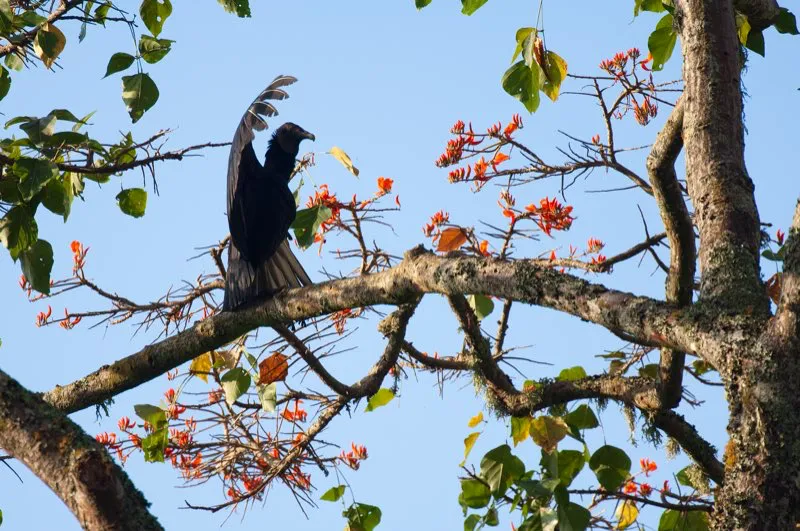 (Gallinazo negro / Coragyps atratus - Toda Colombia). Con sus alas abiertas de par en par, este gallinazo negro parece adorar al sol. Los gallinazos son aves comunes en toda Colombia, y siempre se observan planeando muy arriba, buscando la próxima carroña. Murray Cooper