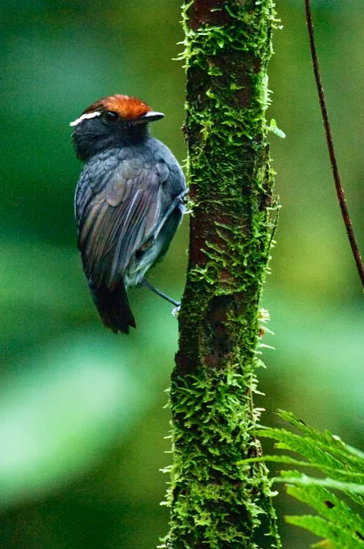 (Zumbador pechigrís / Conopophaga castaneiceps - Valle del Cauca y piedemontes del norte de Antioquia). ¿Come jejenes el zumbador o jejenero pechigrís? Para averiguarlo, deberá levantarse muy temprano, porque esta tímida ave está más activa al amanecer. En realidad, los zumbadores depredan una variedad de insectos, que capturan desde perchas verticales. Murray Cooper