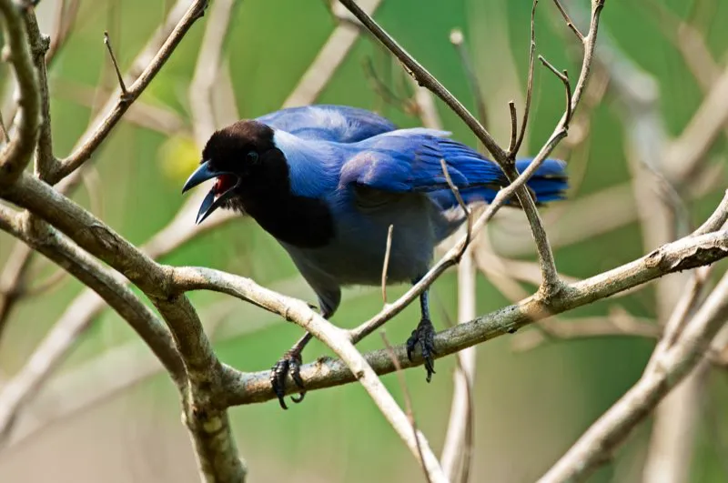 (Carriqu violceo / Cyanocorax violaceus - Amazonia y Llanos). El carriqu violceo se encuentra en la Amazonia y los Llanos, donde es muy conspicuo cuando vuela en grupos ruidosos por bordes y zonas abiertas. Los carriques son una amenaza seria para las cras y huevos de otras aves. Murray Cooper