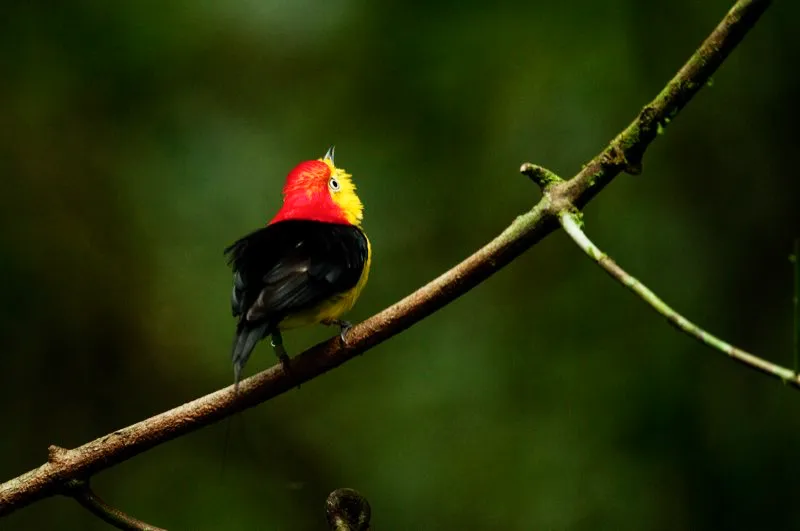(Saltarn cola de alambre / Pipra filicauda - Amazonia) Despeinando las plumas rojas de su cuello y torciendo su larga cola, este macho saltarn cola de alambre encorva su espalda y danza, con la esperanza de captar la atencin de una hembra vecina, vestida de oliva. Tras varios segundos de baile frentico, acompaado de vehementes cantos, la hembra decidir si copular con el macho o abandonarlo. Murray Cooper