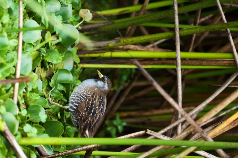 (Polluela norteña / Porzana carolina - Migrante neotropical; toda Colombia). Las polluelas y rascones son aves retraídas que viven en ciénagas, donde caminan sigilosamente entre la densa vegetación, casi sin emerger de ella. Fue por ello una gran sorpresa encontrar a esta polluela norteña caminando por el borde de un juncal y parándose inmóvil por varios minutos. Murray Cooper