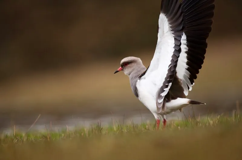 (Pellar andino / Vanellus resplendens - Andes Centrales). El atractivo pellar andino es algo frecuente en las montañas de los Andes Centrales de Colombia. Es más común en Bolivia y Perú, pero se lo puede observar con regularidad en los alrededores del Nevado del Ruiz, cerca de Manizales. Murray Cooper