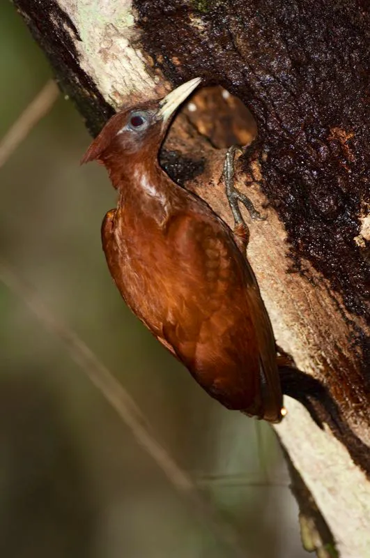 (Carpintero martillo / Celeus elegans - Amazonia). Con justicia, los bosques amaznicos son famosos por su enorme diversidad. Ms de doce especies de carpinteros pueden encontrarse en una misma porcin de bosque amaznico, incluyendo este carpintero martillo, perchando aqu fuera de su nido. Murray Cooper