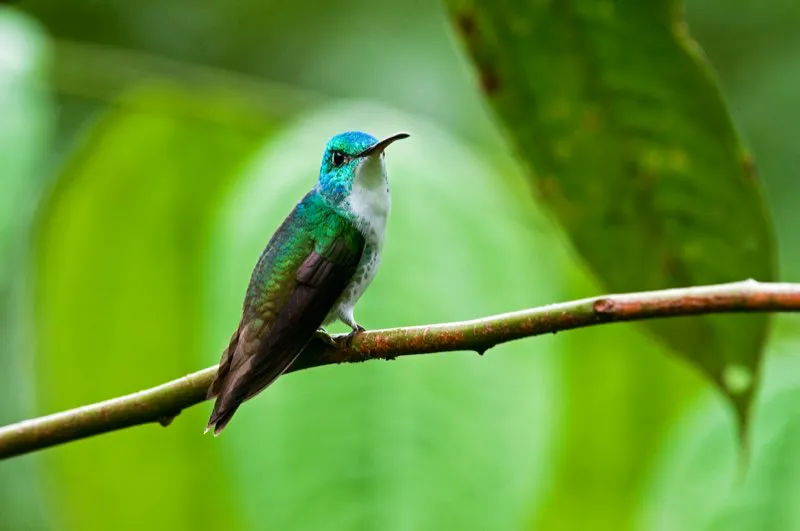 (Amazilia andina / Amazilia franciae - Andes Occidentales, Centrales y Orientales). La mayoría de colibríes amazilia viven fuera del bosque, pero esta especie es más dependiente de hábitats boscosos que otras. Usualmente se encuentra alimentándose con otros colibríes en los niveles medio y bajo del bosque, así como en bordes. Murray Cooper