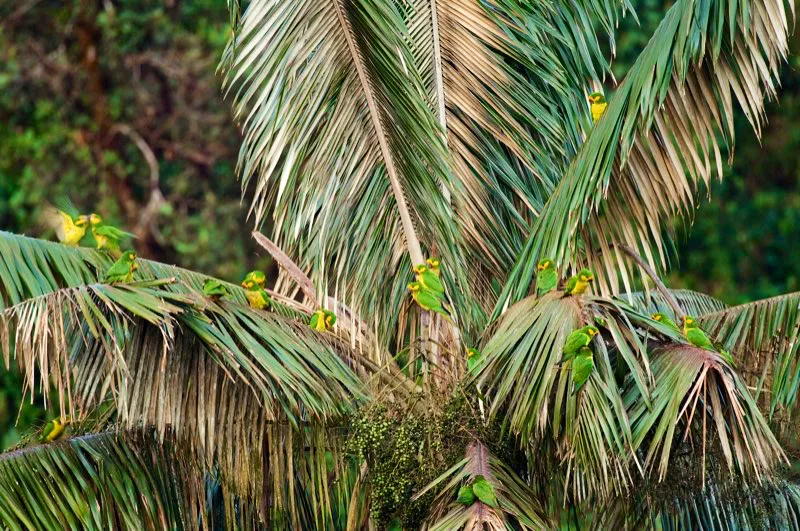 (Loro orejiamarillo / Ognorhynchus icterotis - Andes Occidentales, Centrales y Orientales). Veinte y dos loros orejiamarillos perchando en una sola palma de cera (Ceroxylon) es una imagen estupenda. Estos loros dependen de las palmas de cera para nidificar y descansar, y están críticamente amenazados por la pérdida de su hábitat y la tala de dichas palmas durante Semana Santa. Afortunadamente, un intenso programa de conservación y educación encabezado por la Fundación ProAves, ha servido para estabilizar las poblaciones de este magnífico loro y para promover la conservación de las palmas y las aves. Murray Cooper