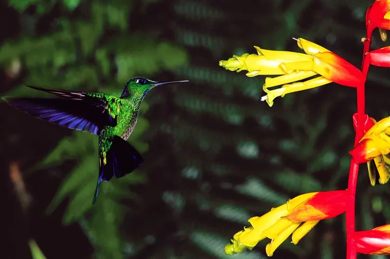 (Diamante frentiverde / Heliodoxa jacula - Andes Occidentales y Centrales). La capacidad de cernirse en el aire en vuelo esttico requiere de muchsima energa. Los colibres son las nicas aves que pueden hacerlo, y para ello deben sorber nctar constantemente. Murray Cooper