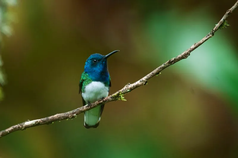 (Colibr nuquiblanco / Florisuga mellivora - Choc, Amazonia y Caribe). El plumaje de los colibres va ms all de colores iridiscentes; varios muestran plumas blancas en la cola. Estas plumas relucen mientras zigzaguean por aqu y por all. El colibr nuquiblanco es una especie agresiva, que hace gala de su cola blanca mientras atosiga a otros colibres. Murray Cooper